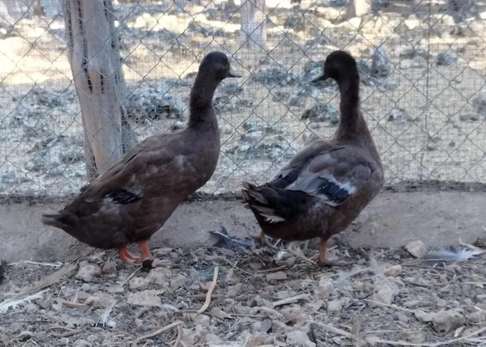 Apartman Granja Callejuelas