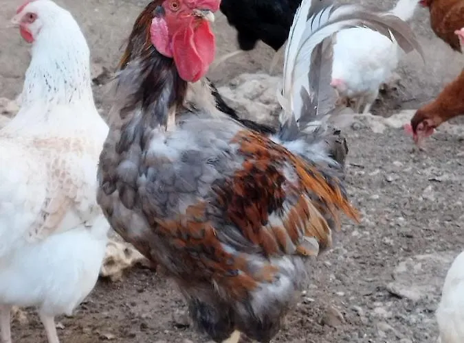 Granja Callejuelas Apartman