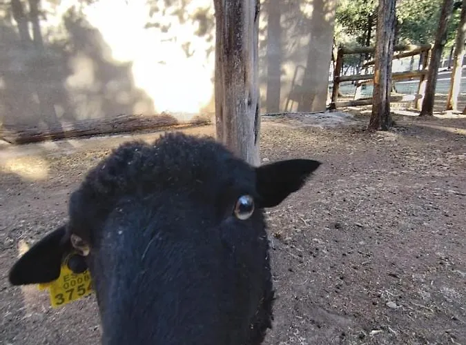 Granja Callejuelas Apartman *